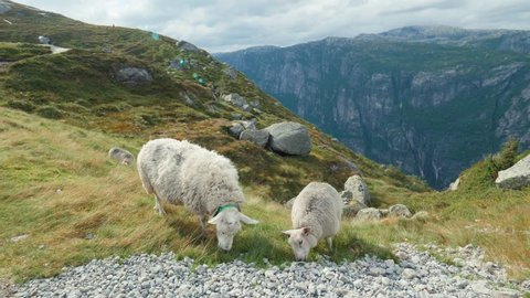 Long Shot. Amazing Norwegian landscape. Herd of sheeps graze on beautiful yellow green meadow, on hill. Typical Nordic wind and overcast. Sheep eat grass on top mountain. High mountains in background