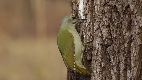 Grey headed woodpecker eating lard