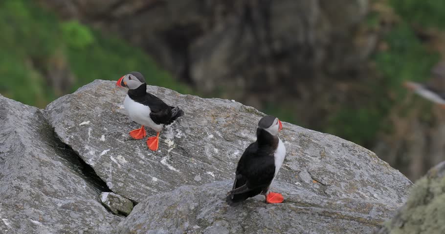 A couple of Atlantic puffins, also known as common puffins - Wild animals concept