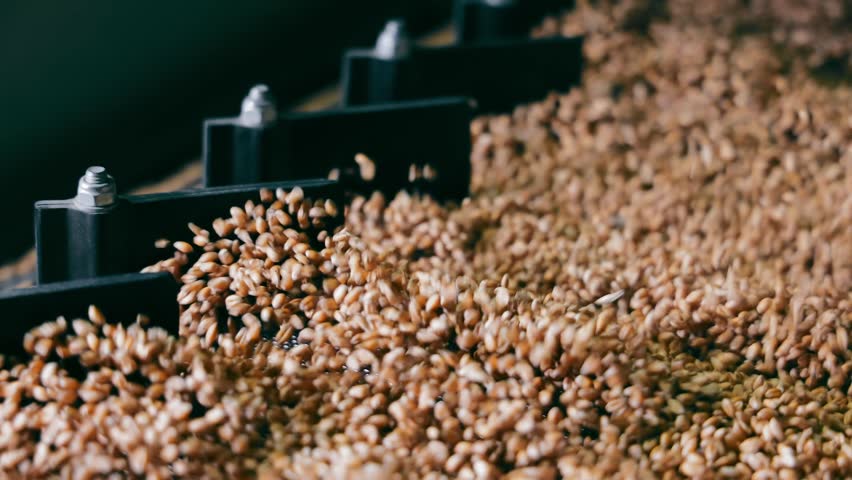 Wheat Processing Machinery, Detailed view of wheat being processed by industrial machinery. The image captures the movement and flow of wheat grains