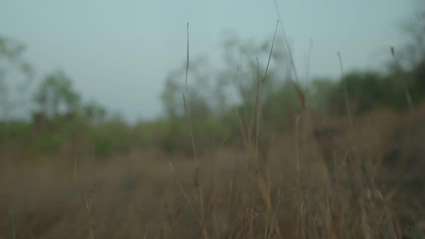 Blurred close-up view of dry grass in a field at dusk, evoking a quiet, serene atmosphere
