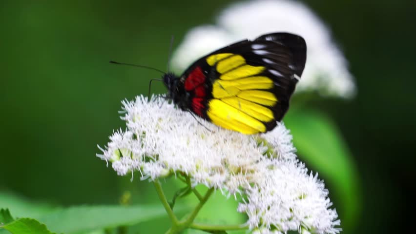 Beautiful butterfly on the Eupatorium perfoliatum (boneset, boneset, agueweed, feverwort, sweating plant) Royalty-Free Stock Footage #3504479477