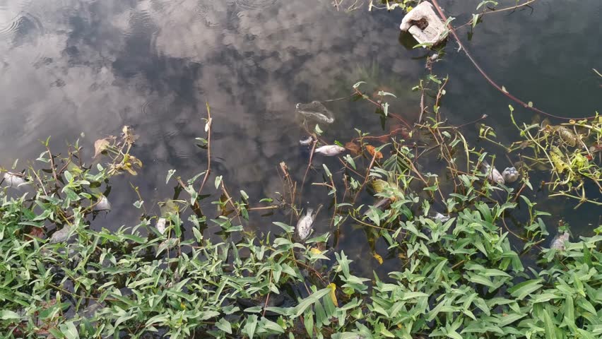 Climate change awareness Dead fish floating above the surface of the water