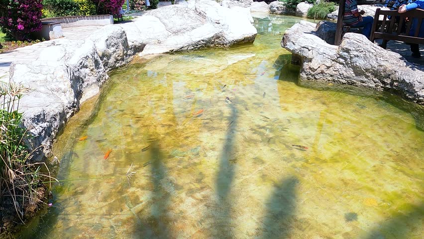 Many small fish are swimming in the pond in Alanya. The popular Cat park in Alanya Turkey. A person sits on the wooden park bench. A sunny day in the beautiful park.