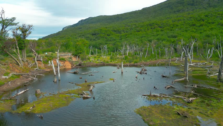 Beaver dam in On The Mountain Fork River At Beaver