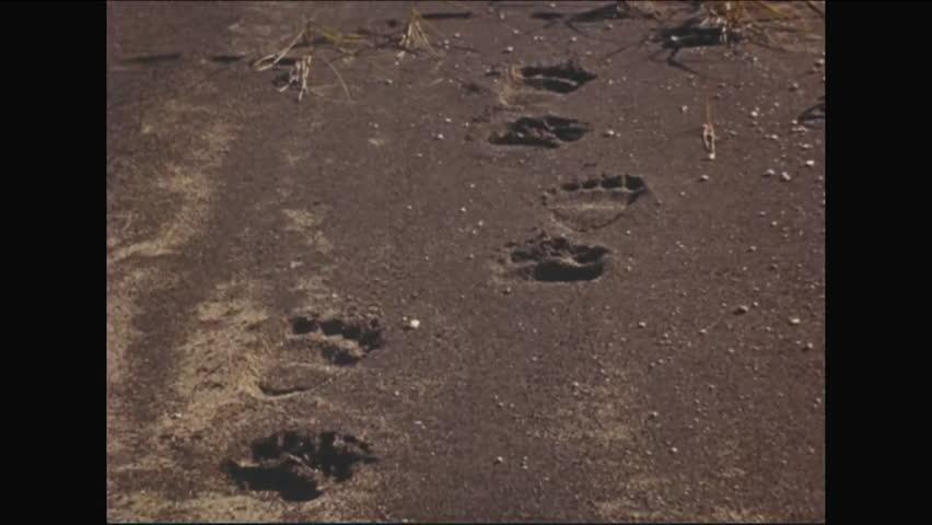 CIRCA - 1952 - Bear tracks are seen near an isolated home in Alaska.