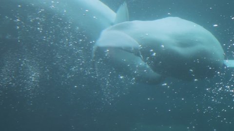 Beluga whales playing in a giant aquarium. 