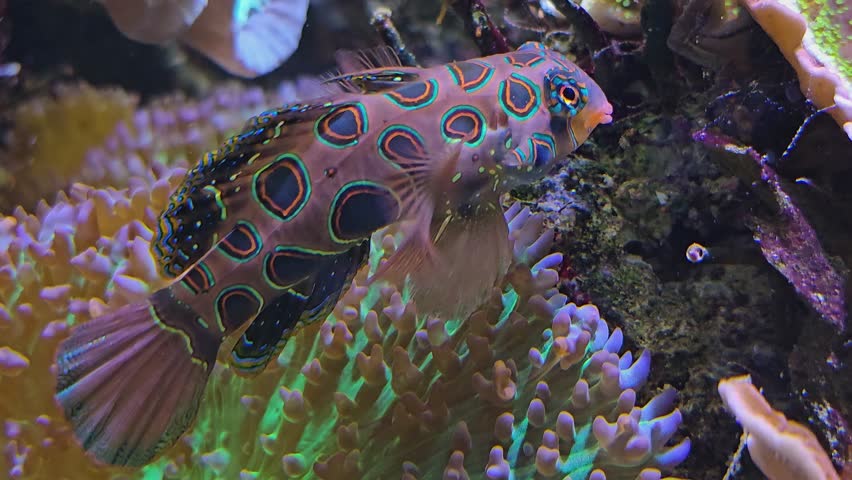 Synchiropus splendidus, the mandarinfish or mandarin dragonet fish floating around corals	
