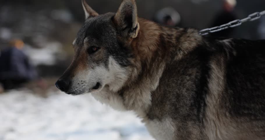 Calm tamed wolf looks aside against male person in winter season. Wild animal on chain stands on blurry hills background slow motion