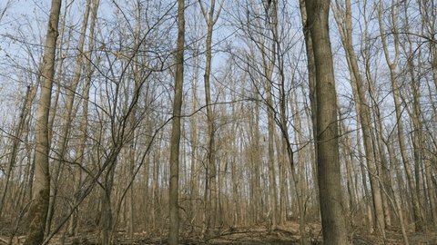 Spring Sunny Forest. Spring Background. Trees With Shadows And Sunshine. Gimbal Shot. Arkivvideo