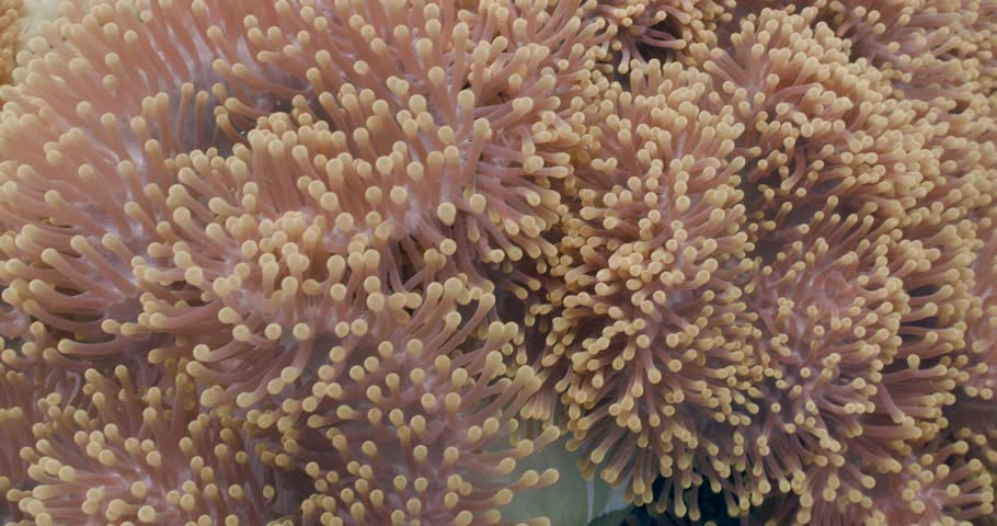 Anemone close-up shot in Maldives. Amphiprion nigripes (Maldive anemonefish or blackfinned anemonefish) is found in the western Indian Ocean in the Maldive Islands, Laccadive Islands, and Sri Lanka.