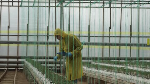 Friendly beautiful farmer in yellow uniforms posing on camera at work in greenhouse on red tomato background.