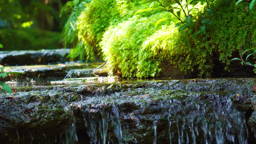 A waterfall that flows gently down the rocks. With lush green ferns as a backdrop, the atmosphere is cool.