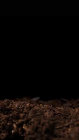 Growing plants in spring, timelapse. Sprouts germination newborn Cucumber. Green seedling