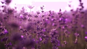 Lavender fields with fragrant purple flowers bloom at sunset. Lush lavender bushes in endless rows. Organic Lavender Oil Production in Europe. Garden aromatherapy. Slow motion, close up - Powered by Shutterstock - Get 15% off with code: PIKWIZARD15