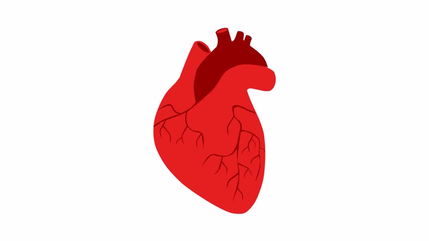 41 Human Heart Clipart Stock Video Footage - 4K and HD Video Clips |  Shutterstock