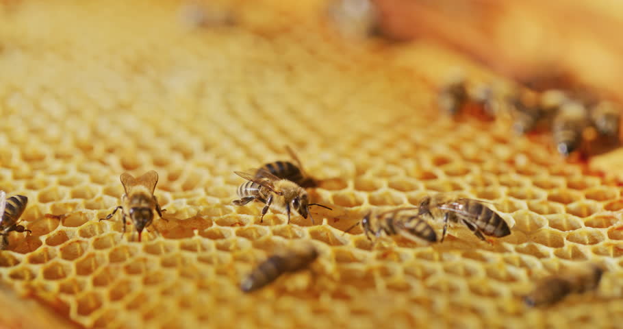 Working bees on a honeycomb in a hive located in the apiary