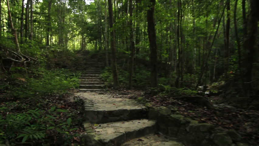 Deep Forest - Path with stone staircases through a deep forest inside a national park in Thailand, steadicam shot. | Shutterstock HD Video #3504989