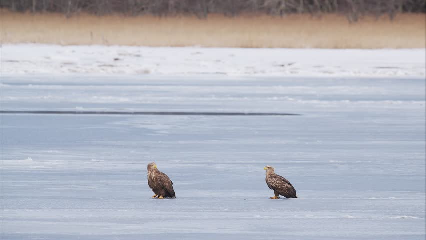 White-tailed eagle on the ice 