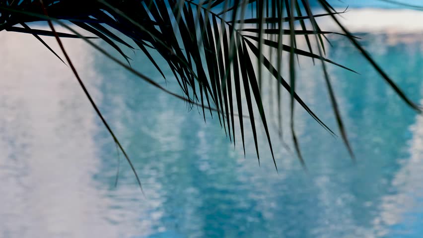 Palm Leafs Against Clear Blue Pool Water in Minimalist Composition. 4K Video
