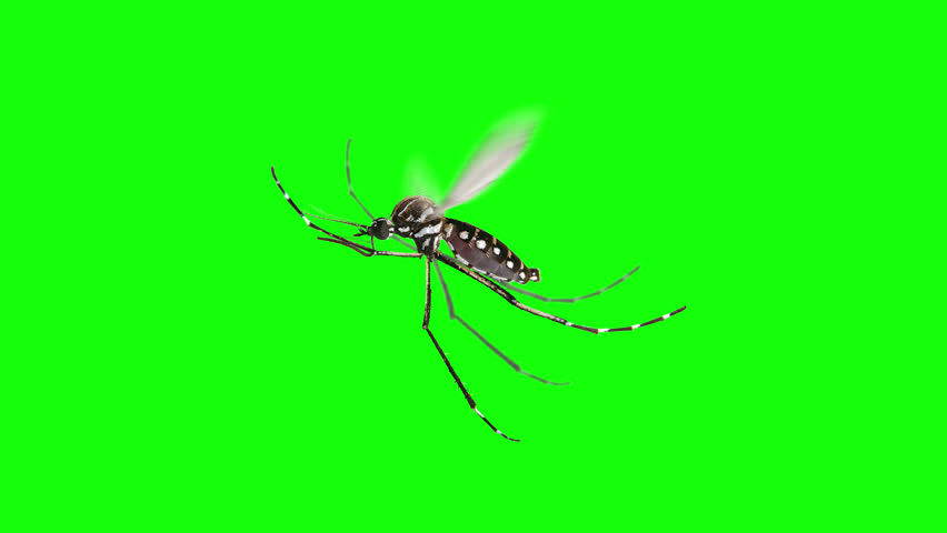 Aedes Aegypti Dengue Mosquito Isolated Flying Over a Transparent Alpha Background 4K Tiger Disease Epidemic Bite Green Screen