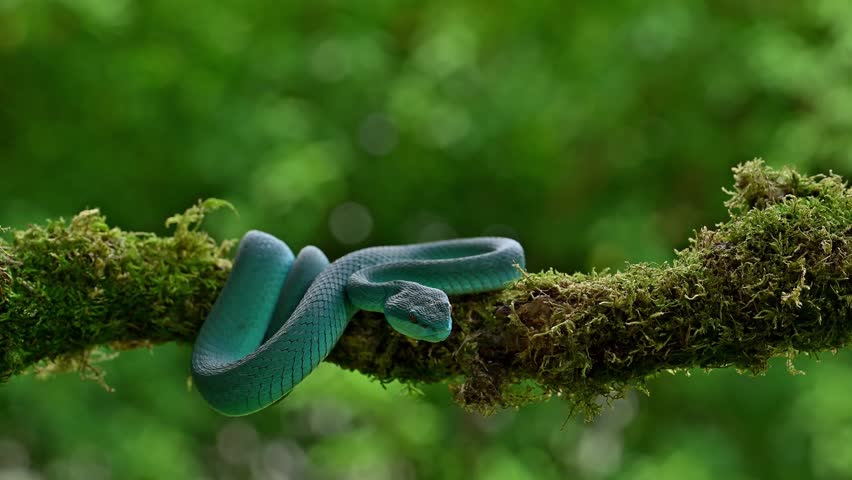 Blue White-lipped Pit Viper (Trimeresurus insularis) native to Lesser Sunda Islands in Indonesia. 