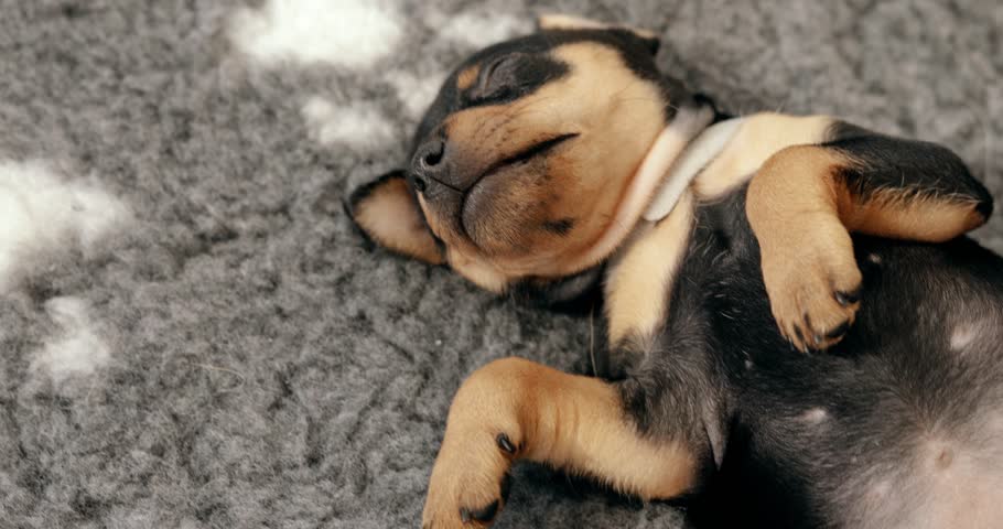 Small Black Miniature Pinscher Zwergpinscher, Min Pin Puppy Dog Sleeping Or Relax On Floor. Zoom, Zoom Out.
