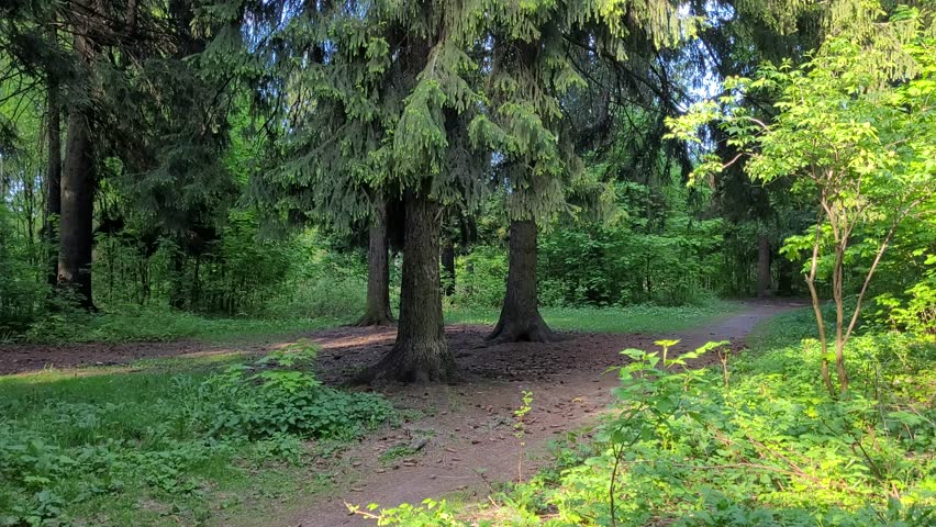 Green trees in a mixed forest in summer