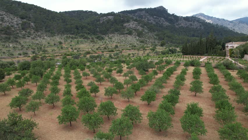 Aerial View of Field of Trees
