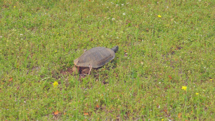 Alabama Red-Bellied Turtle covering nest and walking away after finishing laying eggs. 