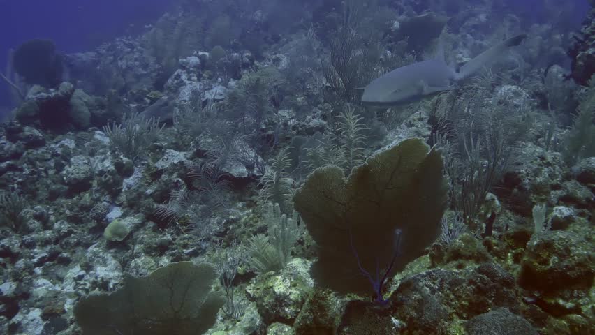 Nurse Shark swims through soft corals and gorgonias in the blue waters of the Belize Barrier Reef.