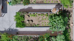 AERIAL TOP DOWN: Caring elderly woman tends to her lush raised vegetable garden. Female gardener working diligently among lush and organically grown vegetables in her backyard oasis on a sunny day. - Powered by Shutterstock - Get 15% off with code: PIKWIZARD15