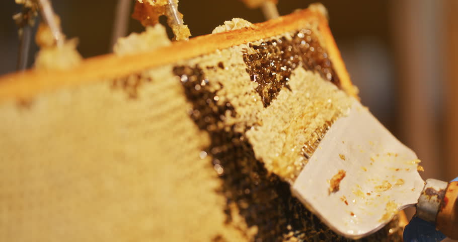 The beekeeper removes the wax from the honeycomb with a spatula and prepares to produce honey in the apiary