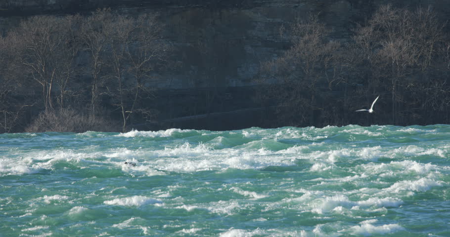 This is a shot of a gull flying over niagra river just before the american Falls