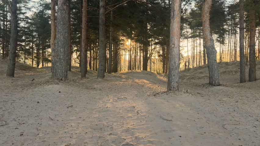 Sunrise in forest. Sand dunes with pine tree forest in golden light. Fir tree woods. Woodland in the morning. Nature wallpaper. film grain pixel texture. soft focus. blur. live camera.