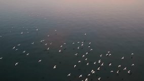 Aerial shot of a Flock of Birds flying above the water during sunset - Powered by Shutterstock - Get 15% off with code: PIKWIZARD15