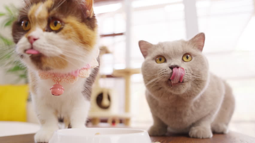 4K Two British Shorthair indoor cat eating wet cat food in living room. Adorable domestic feline British breed pet cat relax and enjoy living with human owner family at home.