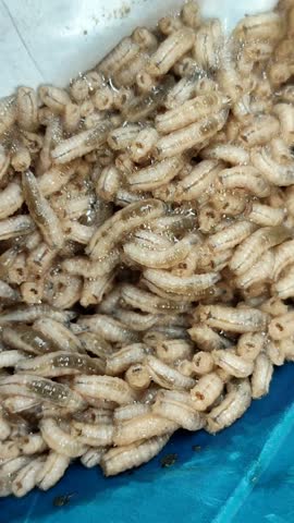Live maggots to feed chickens, fish and birds.