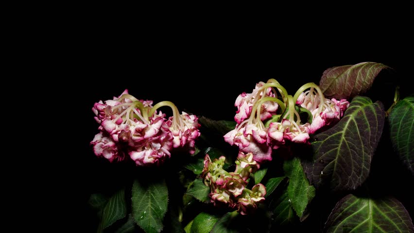 Time lapse footage of withered Hydrangea flower turning to fresh, become vivid and beautiful, back to new life, 4k b roll video studio shot.