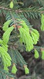 Branch of a decorative Christmas tree with young shoots and cones in a botanical garden. Evergreen coniferous tree. Green branches of a light green Christmas tree.