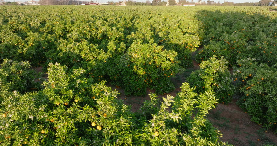 Ripe Orange Citrus fruits hanging on trees close up blooming fruit orchards sunlit garden aerial view drone turn slide at sunset on top view in spring. Organic farming. Healthy natural  vitamin C