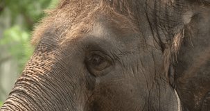 Head of Asian Elephant (Elephas maximus), Close up view. High definition shot at 4K video footage.
