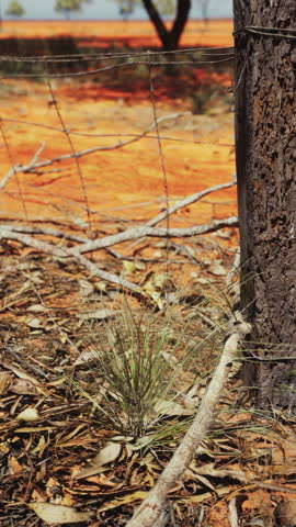 Pampas with barbed wire fence and dry bushes