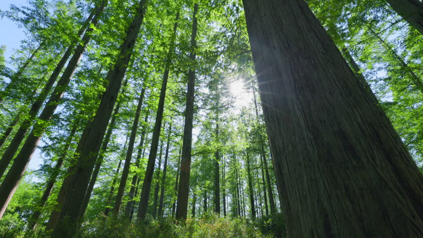 Fresh green tree with beautiful sunlight