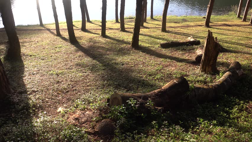 Pine field in the morning with sunlight