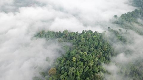 Aerial footage of rainforest. Jungle rain forest and clouds 