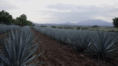 Стоковое видео: Agave field in Tequila, Mexico, Mexican agave cultivation, Droning through agave fields, Tequila agave harvest