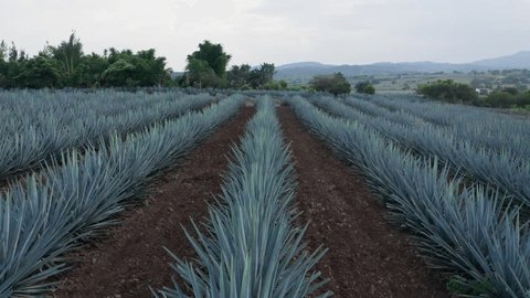 Стоковое видео: Agave field in Tequila, Mexico, Mexican agave cultivation, Droning through agave fields, Tequila agave harvest