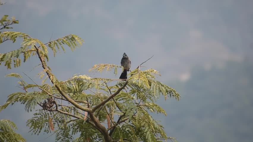 Red vented bulbul on tree branch