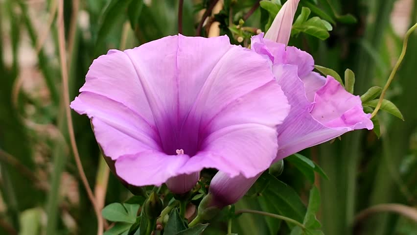 Pink morning glory is blooming in nature. Close up flower.